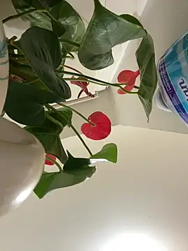 Czarnoksieznik online show from March 24, 2026, 10:10 pm