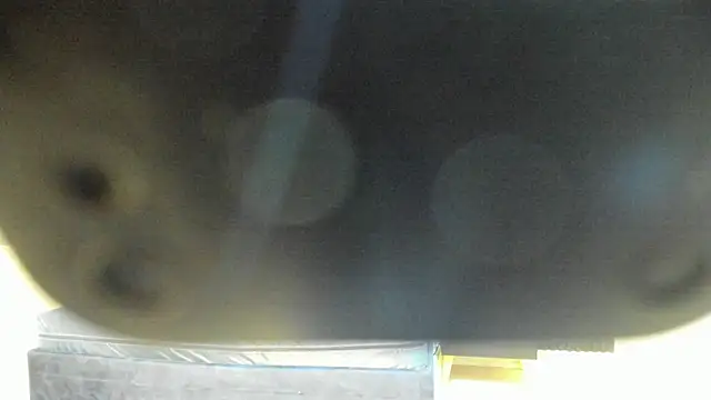 Snapshot of Megan_Sweetas chatting on November 26, 2025, 7:58 pm Megan Sweetas online show from November 26, 2025, 7:58 pm