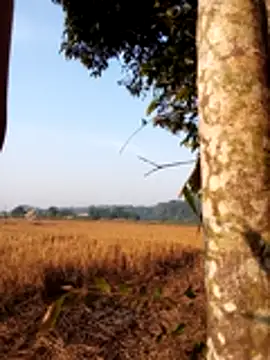 Johlrd online show from November 30, 2025, 1:50 am