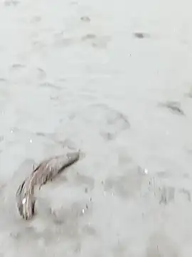 Snapshot of pegaso369 chatting on October 29, 2025, 3:33 pm pegaso369 online show from October 29, 2025, 3:33 pm