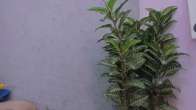 Snapshot of scarlett646 chatting on November 29, 2025, 3:06 am scarlett646 online show from November 29, 2025, 3:06 am