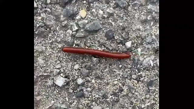 Snapshot of ohyesd4ddy chatting on December 1, 2025, 6:20 pm ohyesd4ddy online show from December 1, 2025, 6:20 pm