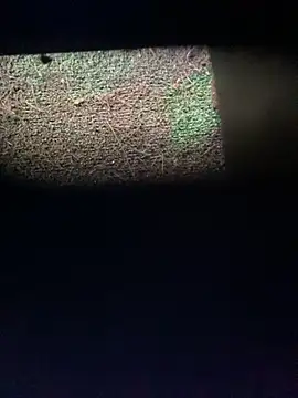 Snapshot of Adele_Pinkk chatting on November 12, 2025, 12:20 pm Adele Pinkk online show from November 12, 2025, 12:20 pm