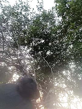 Sapna cutt online show from November 28, 2025, 11:10 am