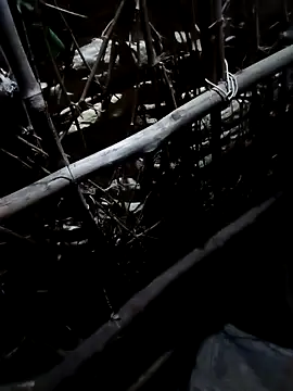 Sapna cutt online show from October 19, 2025, 3:37 pm