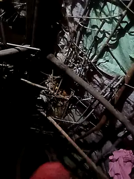 Sapna cutt online show from October 23, 2025, 4:38 pm