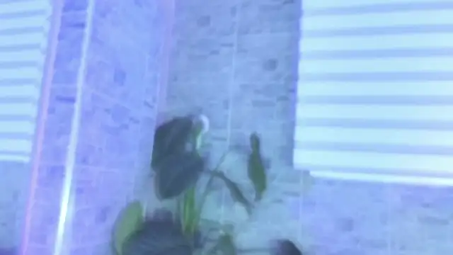 SophiaBloss online show from November 22, 2025, 12:26 pm