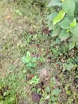 Snapshot of bigdaddyboy46 chatting on September 9, 2025, 1:27 am bigdaddyboy46 online show from September 9, 2025, 1:27 am