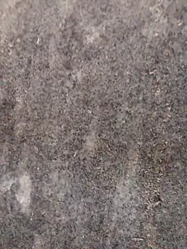 Snapshot of nagepalli chatting on November 29, 2025, 3:28 am nagepalli online show from November 29, 2025, 3:28 am