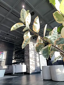 tia   fox online show from February 9, 2026, 9:35 pm