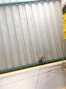 Snapshot of harinisree chatting on October 31, 2025, 5:37 am harinisree online show from October 31, 2025, 5:37 am