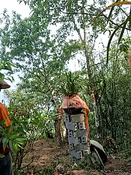 miomio-12 online show from April 15, 2026, 2:06 am