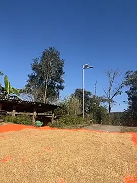 Snapshot of miemie-xx chatting on November 26, 2025, 3:17 am miemie-xx online show from November 26, 2025, 3:17 am