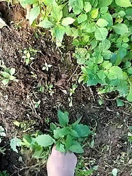 Snapshot of Fish_yellow chatting on December 14, 2025, 9:48 am Fish yellow online show from December 14, 2025, 9:48 am