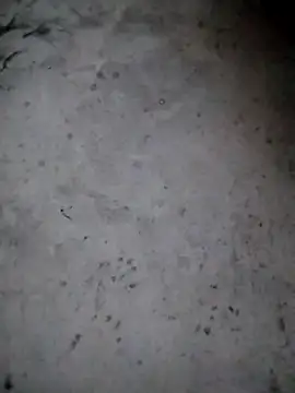 rickkis2k online show from January 15, 2026, 9:40 pm