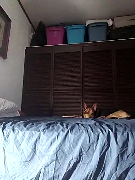 Snapshot of elargon_dawn chatting on November 20, 2025, 3:51 am elargon dawn online show from November 20, 2025, 3:51 am