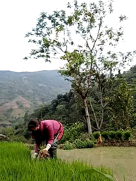 Noelle-e online show from April 11, 2026, 10:41 am