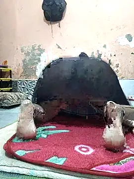 CUTE-GIRL-1 online show from April 3, 2026, 5:08 pm