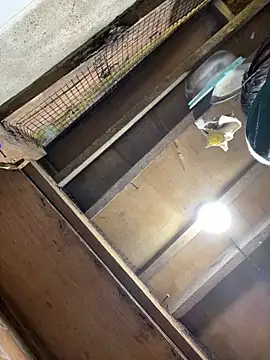 bellaUtops online show from April 15, 2026, 3:01 am