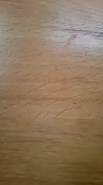 CEEKAYPRO online show from February 25, 2026, 10:15 am