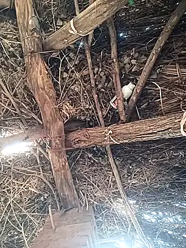 Snapshot of Chinki_pande chatting on December 2, 2025, 8:49 am Chinki pande online show from December 2, 2025, 8:49 am