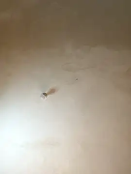 NiaLong21  online show from January 17, 2026, 9:57 am