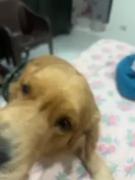 KabirDickhead online show from November 28, 2025, 3:39 am