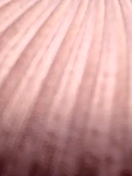 Hailey 1-2 online show from December 3, 2025, 4:39 pm