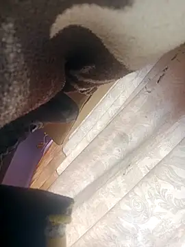 Snapshot of OrangishBank827 chatting on December 16, 2025, 10:36 pm OrangishBank827 online show from December 16, 2025, 10:36 pm