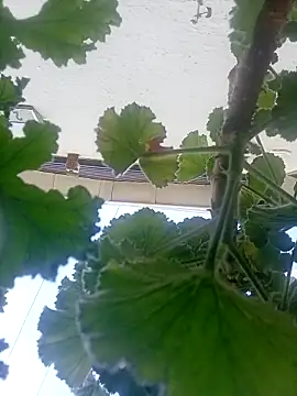 dicklife3485 online show from April 4, 2026, 8:43 am