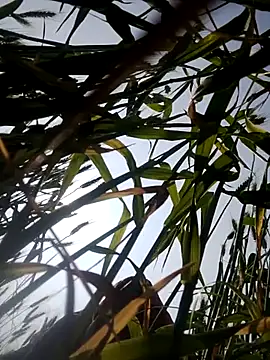 Juli rathore online show from February 23, 2026, 5:09 am