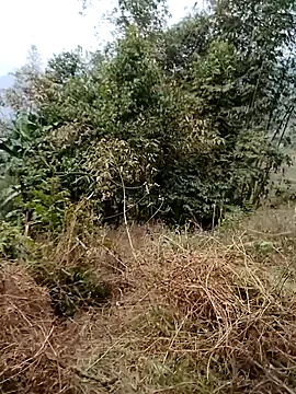 Snapshot of sushi-asa chatting on February 24, 2026, 1:50 am sushi-asa online show from February 24, 2026, 1:50 am