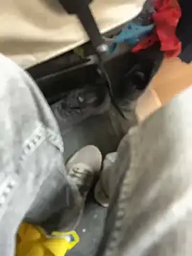 stallone italiano 62 online show from March 21, 2026, 2:54 pm