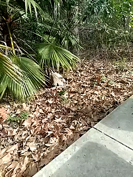 exhibitionistmale online show from February 9, 2026, 6:28 pm