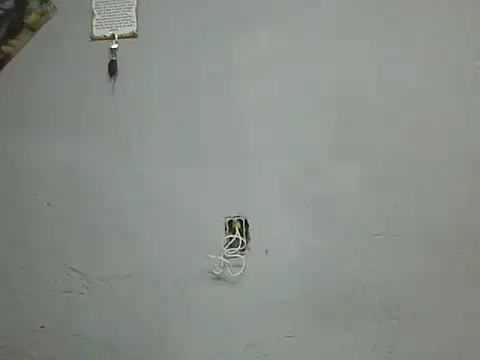 UrsoBissexualPauGrosso online show from March 28, 2026, 12:22 am