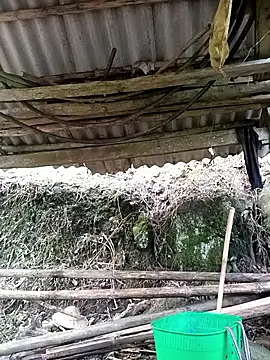 Snapshot of NIANIAKUTE chatting on March 27, 2026, 8:48 am NIANIAKUTE online show from March 27, 2026, 8:48 am