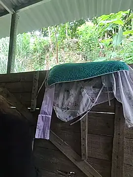 Ruby Lucy online show from July 5, 2026, 5:25 am