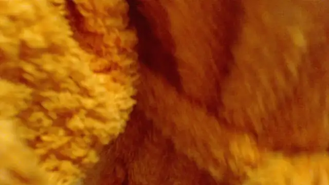 larawet online show from February 26, 2025, 6:48 pm