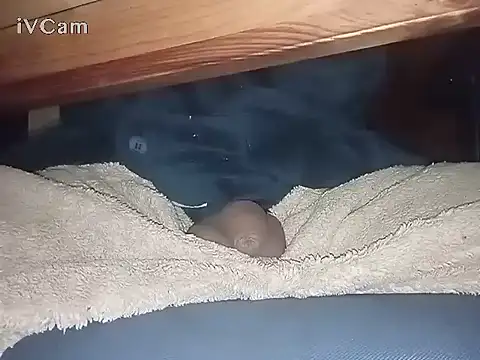 Snapshot of Bigdick666cm chatting on March 6, 2025, 3:13 am Bigdick666cm online show from March 6, 2025, 3:13 am