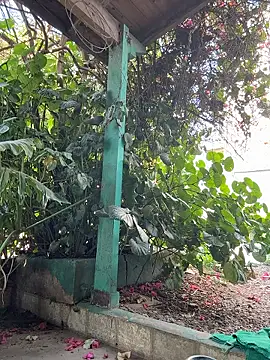 Snapshot of sofy_alone chatting on January 13, 2026, 12:09 pm sofy alone online show from January 13, 2026, 12:09 pm