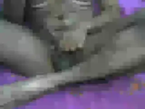 AnilSharma2021 online show from December 13, 2025, 8:04 pm