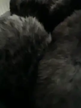 Furdale online show from February 14, 2026, 3:01 pm