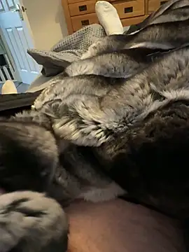 Furdale online show from March 24, 2026, 4:18 pm