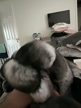 Snapshot of Furdale chatting on November 10, 2025, 2:44 pm Furdale online show from November 10, 2025, 2:44 pm