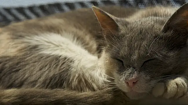 tattooed test online show from April 17, 2026, 2:20 pm