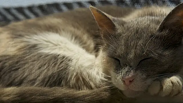 tattooed test online show from March 20, 2026, 9:32 am