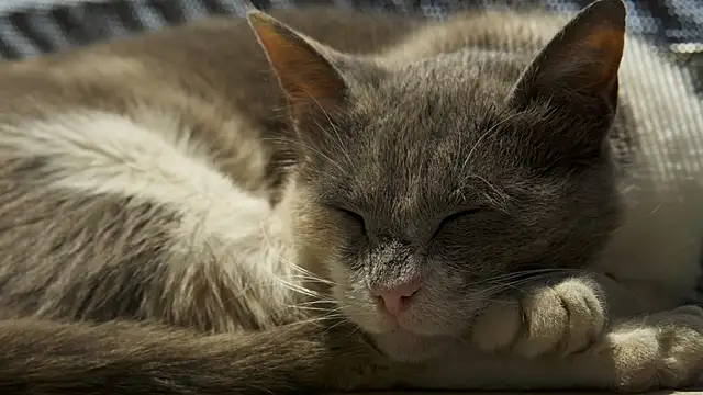 tattooed test online show from December 18, 2024, 10:08 am