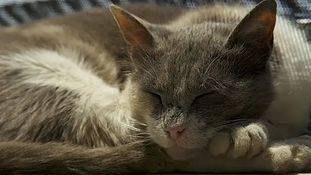 tattooed test online show from February 11, 2025, 9:20 am