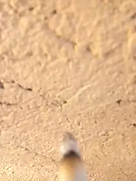 Snapshot of Alwinafox chatting on January 12, 2025, 9:40 am Alwinafox online show from January 12, 2025, 9:40 am