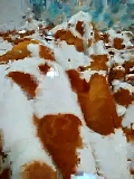 naghmi12 online show from April 16, 2026, 11:00 am